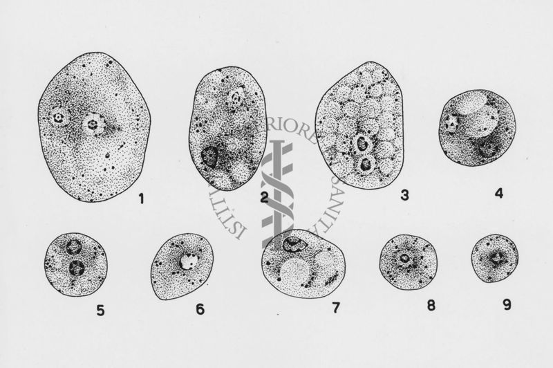 Dientamoeba fragile Wenyon "Protozology"