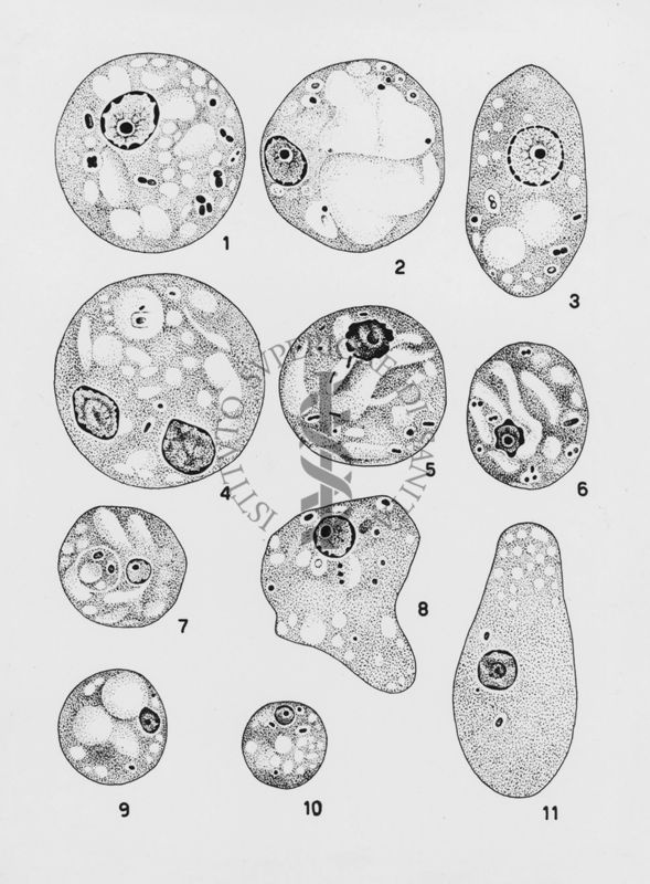 Entamoeba coli_forme vegetative