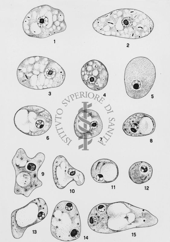 Iodamoeba butschlii Wenyon "Protozology"