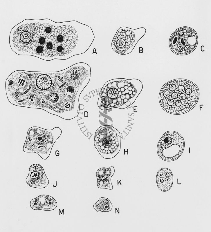 Amebe dell'uomo Wenyon "Protozology"