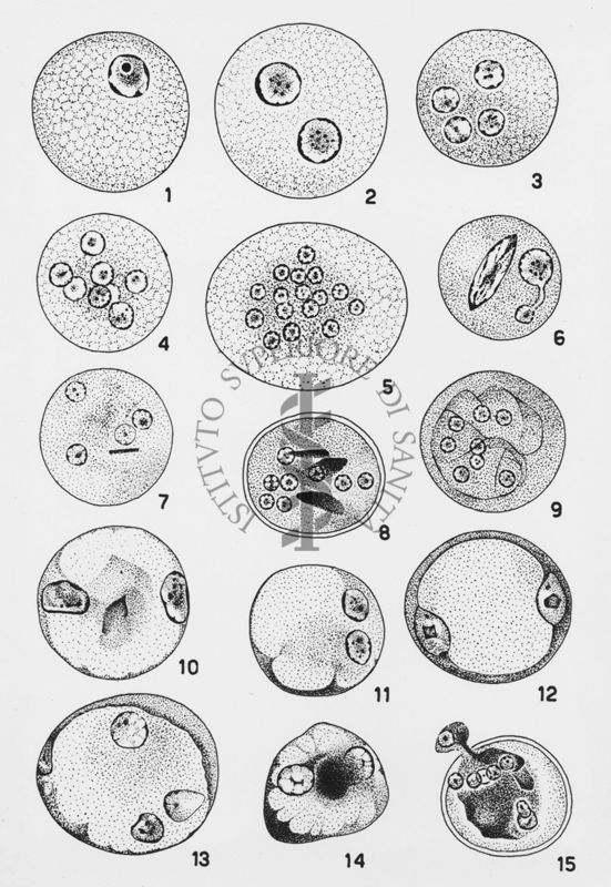 Entamoeba coli_cisti