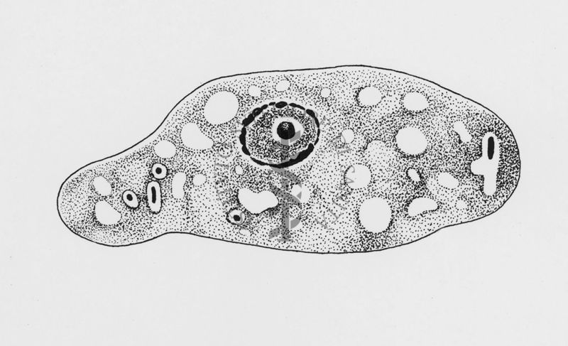 Entamoeba coli Wenyon "Protozology"