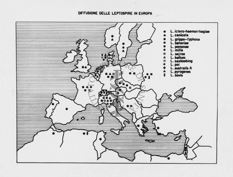 Carotgramma riguardante la diffusione delle Leptosipre in Europa