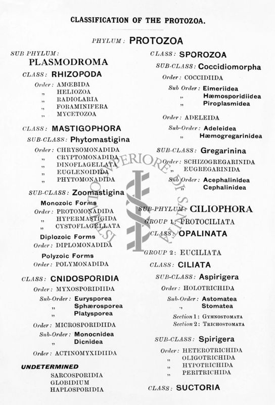 Classificazione della protozoologia