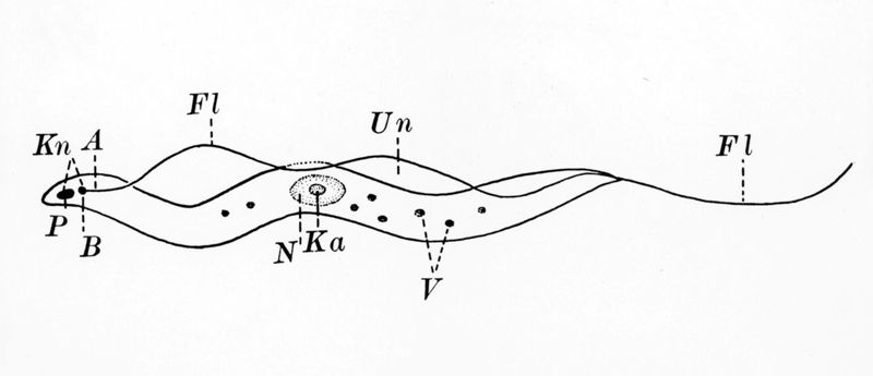 Diagramma raffigurante la morfologia di un tripanosoma tipico