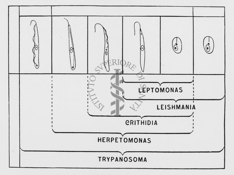 Schema di classificazione del genere Tripanosoma e dei flaggellati affini