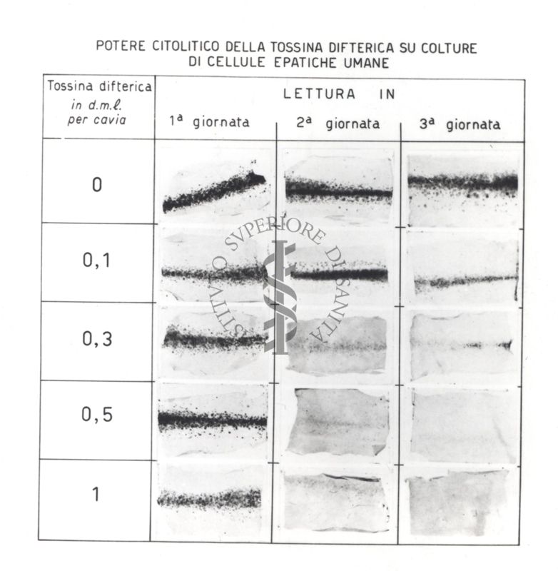 Potere relativo alla distruzione delle cellule della tossina difterica su colture di cellule epatiche umane