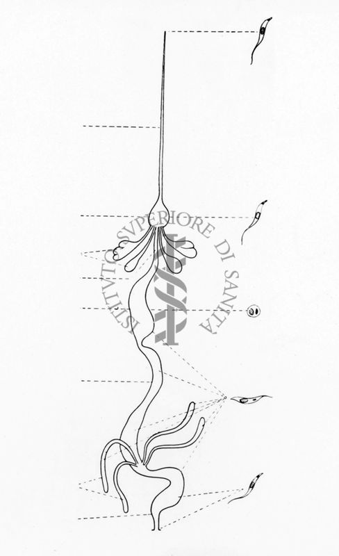 Ciclo di sviluppo di Trypanosoma cruzi nel Penstrongylus megistus