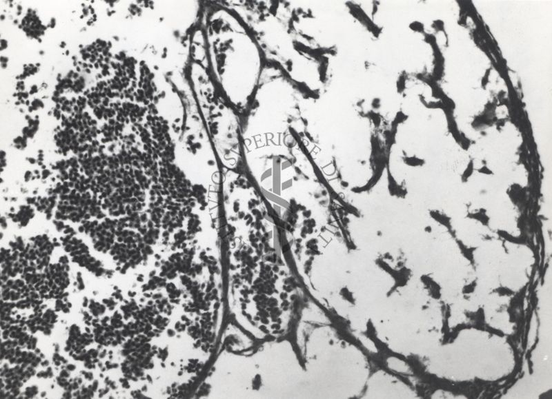 Studio sulle cavità cardiache dell'embrione del cuore di pollo