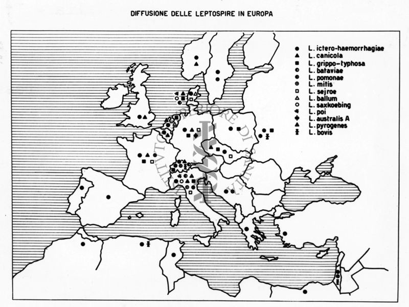 Diffusione delle Leptospire in Europa (cartogramma)