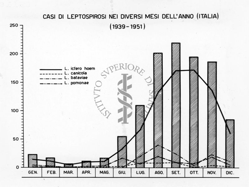 Diagramma riguardante i casi di Leptospire nei diversi mesi dell'anno in Italia (1939-1951)