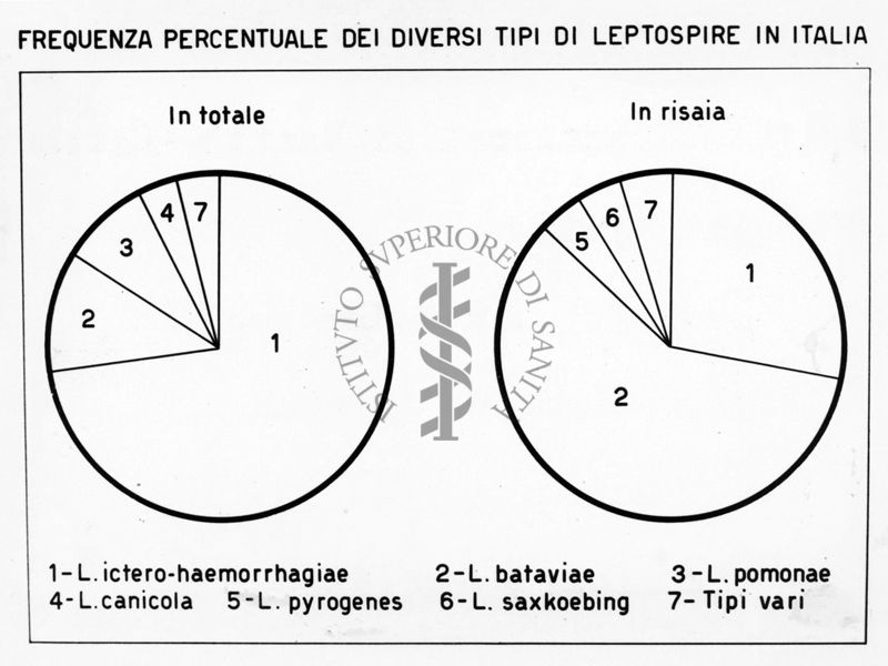 Diagramma riguardante la frequenza percentuale dei diversi tipi di Leptospire in Italia