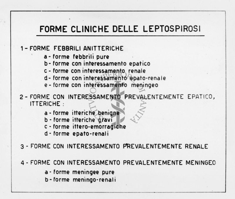 Tabella riguardante le forme cliniche delle Leptospire