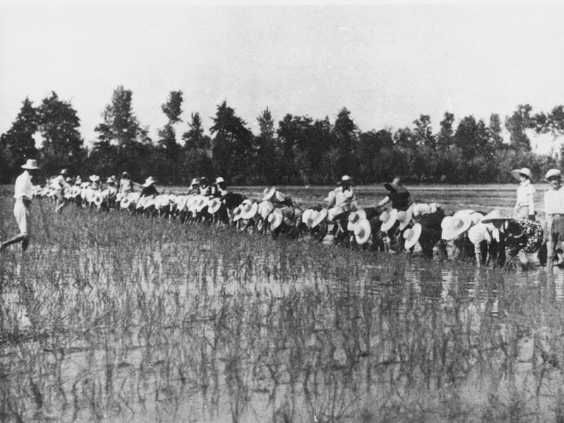 Lavoro in risaia - trapianto del riso