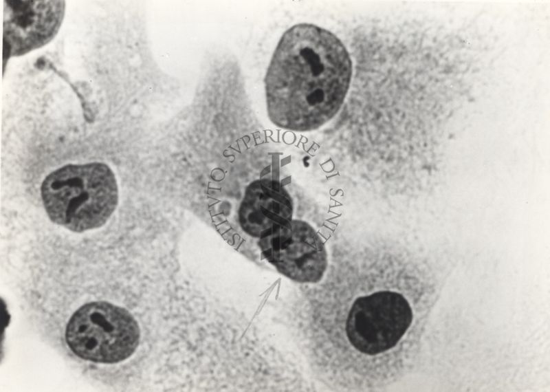 Cellula tipo "F" da coltura in vitro del ceppo congiuntivo