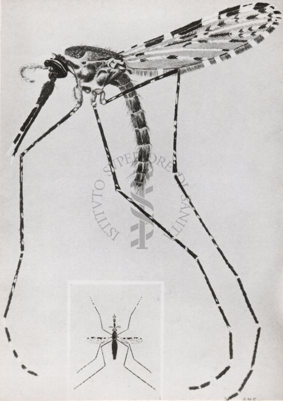 Anofele Costalis (gambiae)