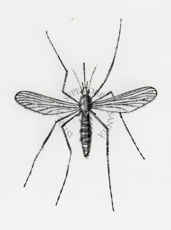 Culex pipiens