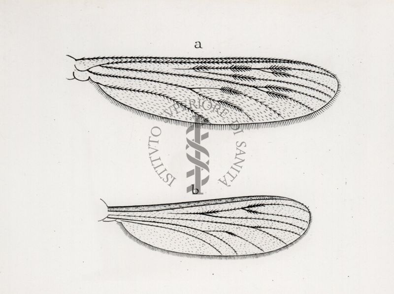 Ali di zanzara. a) di anofele maculipennis b)  di Culex