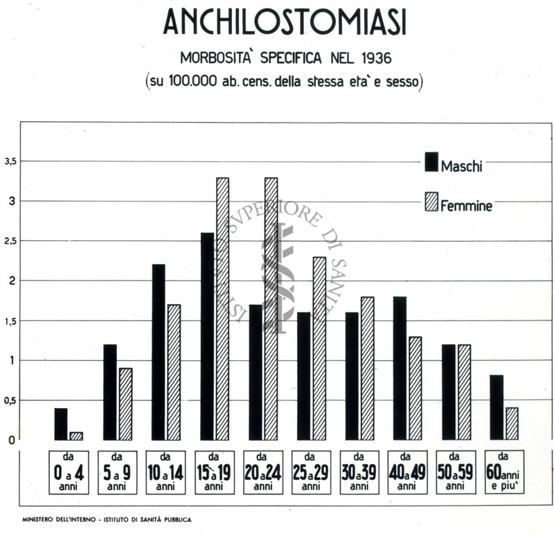 L'anchilostomiasi è una infezione che nell'uomo è causata da 2 specie di vermi uncinati del phylum dei Nematodi