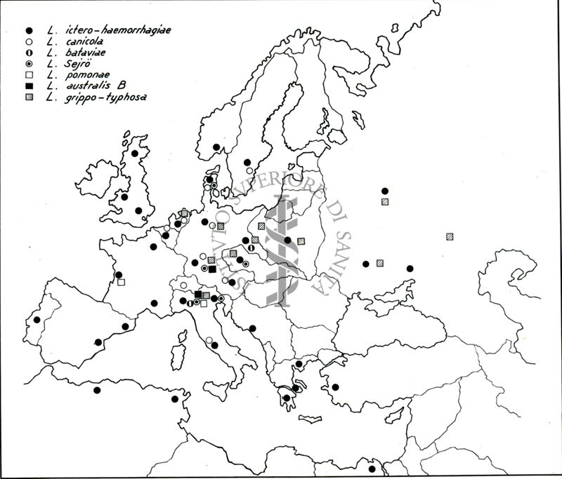 Diffusione delle Leptospire in Europa 1943