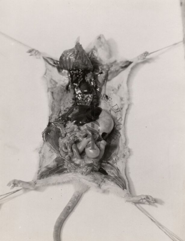 Parassiti e blastomi sarcoma da Cysticercus fasciolaris in fegato di ratto