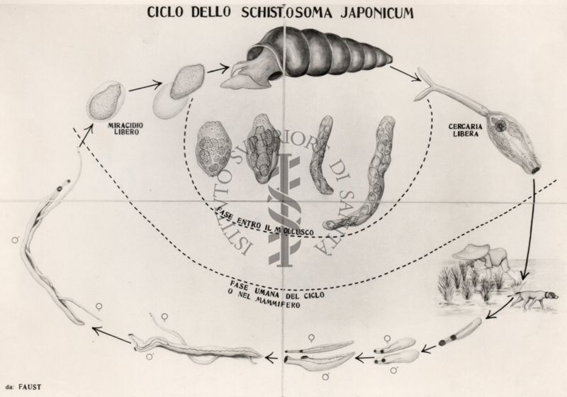 Ciclo dello Schistioma Japonicum .