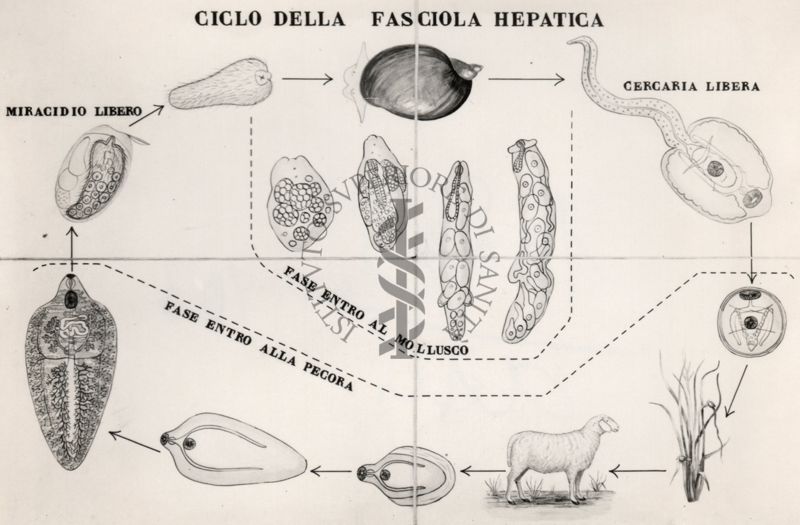 Ciclo della Fasciola Hepatica.