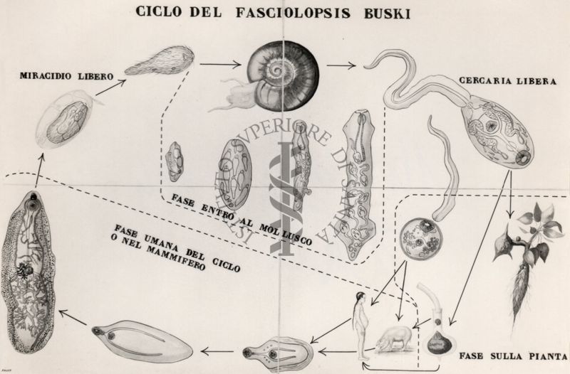 Ciclo del Fasciolopsis Buski