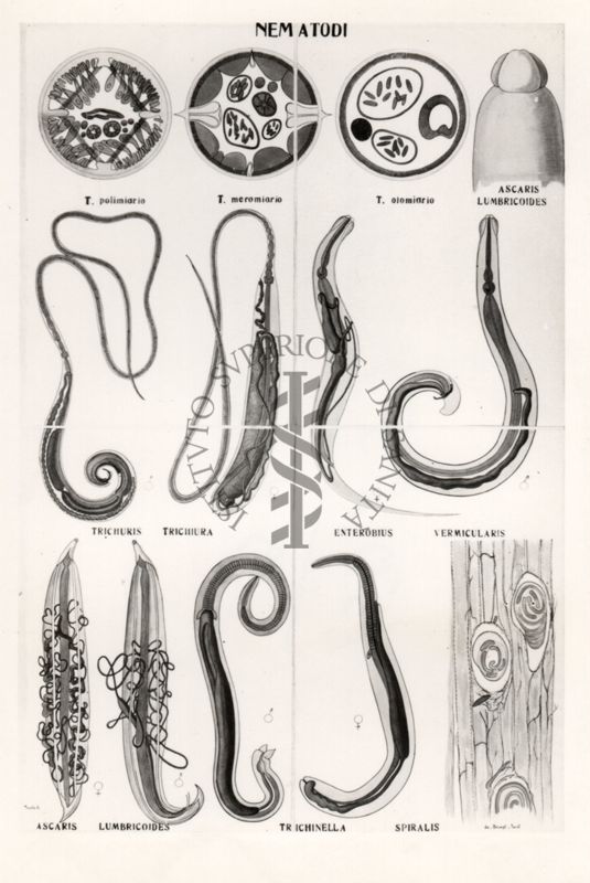 Nematodi chiamati anche vermi cilindrici perché presentano un corpo cilindrico a sezione trasversale circolare.