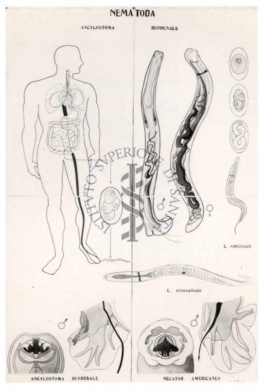 Nematodi chiamati anche vermi cilindrici perché presentano un corpo cilindrico a sezione trasversale circolare.