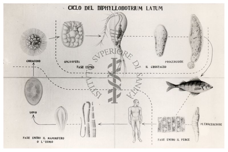 Ciclo del Diphyllobotrium Latum