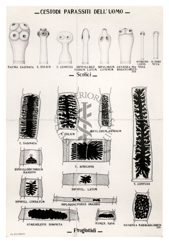 Cestodi parassiti dell'uomo