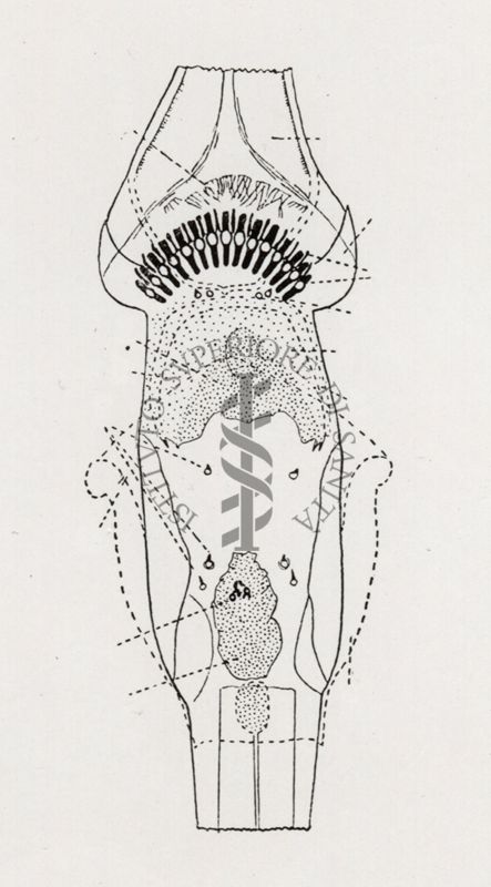 Anofele culifacies = armatura faringea.