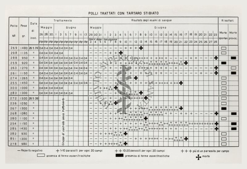Tabella riguardante i polli trattati con tartaro stibiato