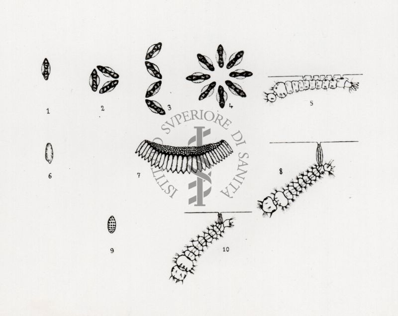 1 = 5 Ciclo uova di Anopheles
6 = 8 Ciclo uova di Culex
9 = 10 Ciclo di uova di stegomya