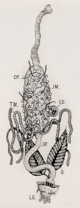 Stomaco di Anopheles con oocisti