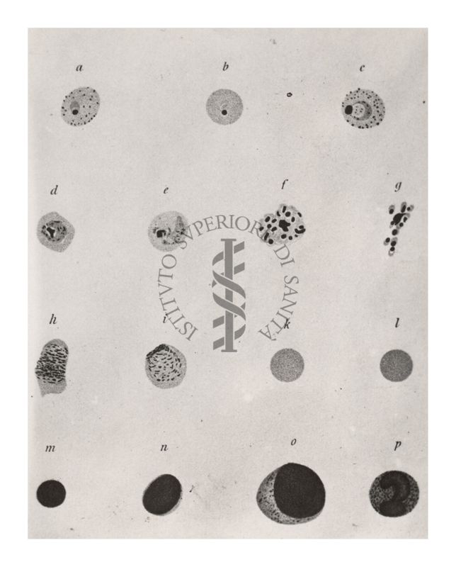 Plasmodium vivax ovvero ciclo