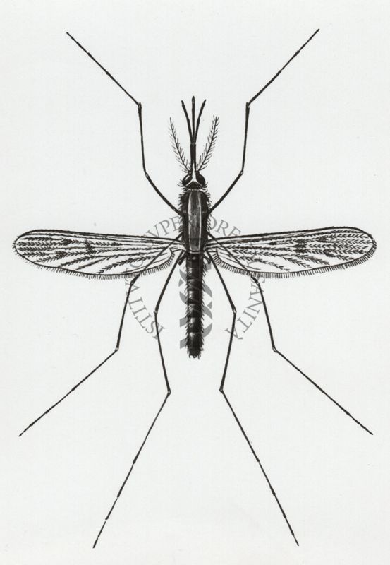 Anopheles Maculipennis