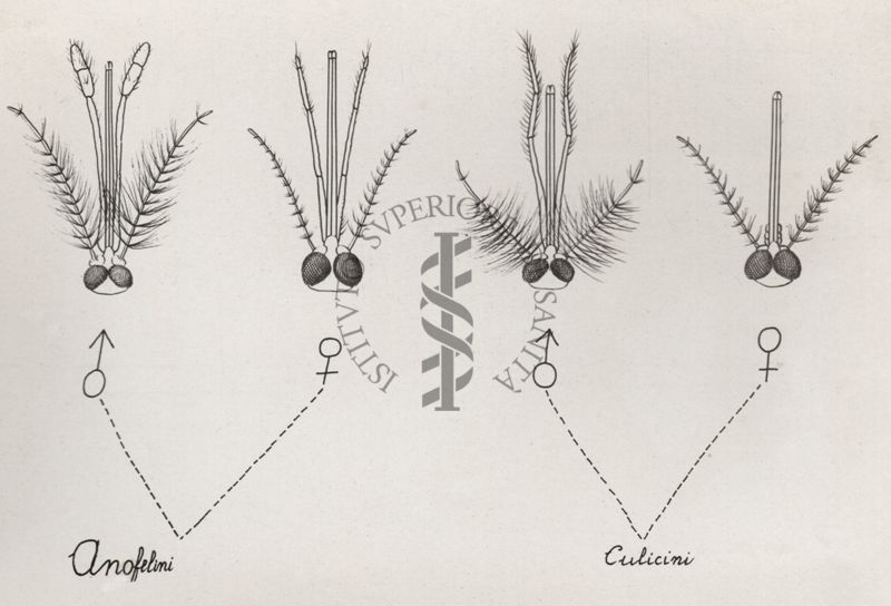 Struttura della testa degli Anofeli culicidi