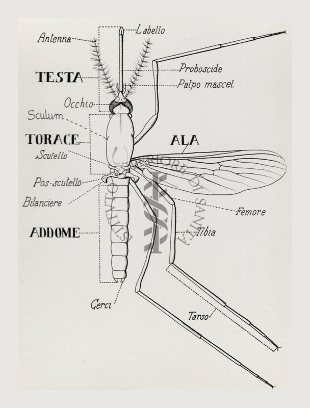 Schema della struttura esterna della zanzara