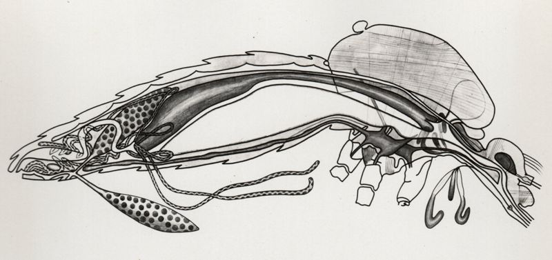 Anatomia interna della zanzara