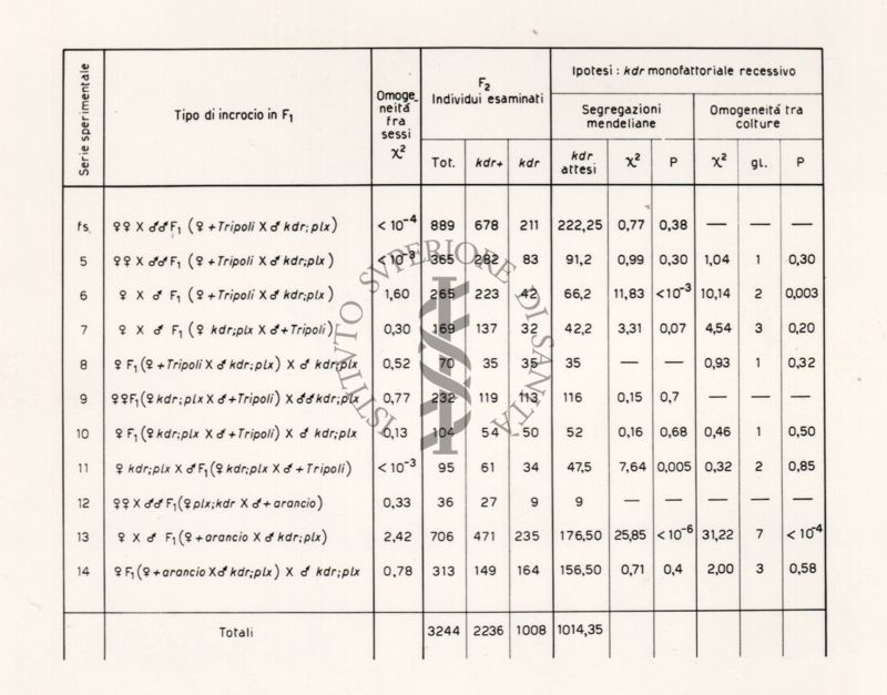 Segregazioni mendeliane del carattere K.D.R. (Resistenza dell'abbattimento)