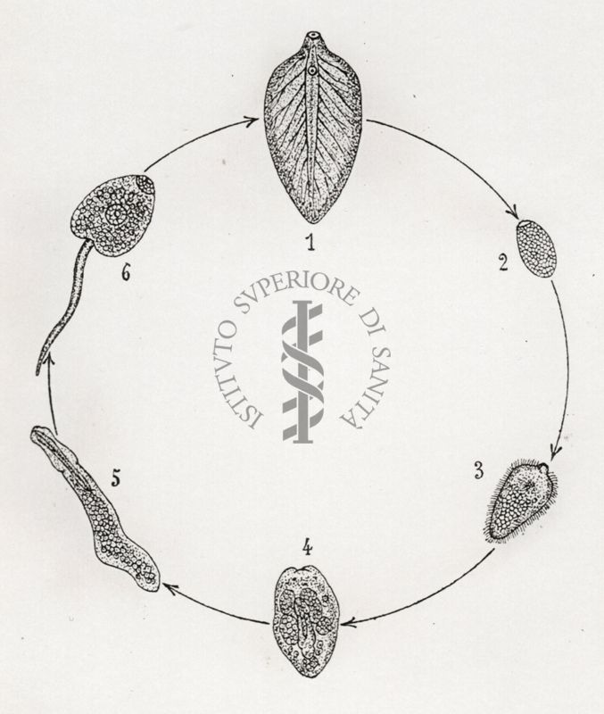 Ciclo di sviluppo della Fasciola hepatica