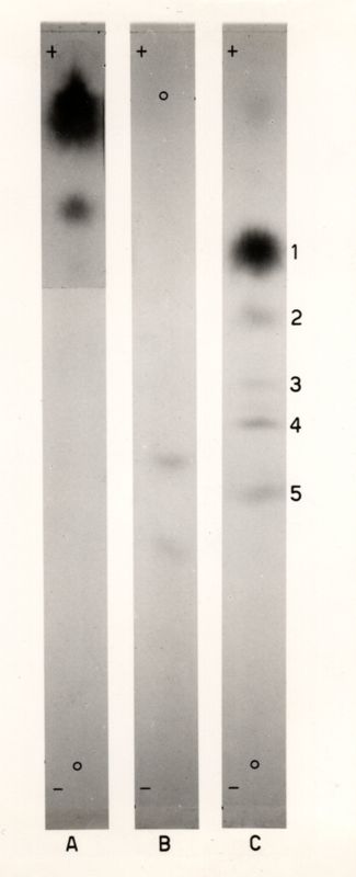 Riproduzione da radiografia