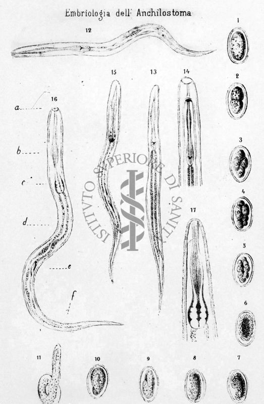 Lavoro originale di Grassi e Parona sulle embriologia dell'Anchilostoma