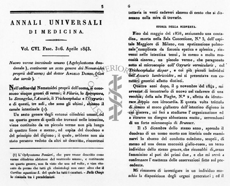 Lavoro e tavole originali diAngelo Dubini sull'Anchilostoma 1843