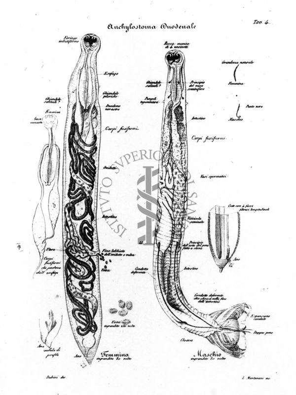 Trattato di Parassitologia di Angelo Dubini (1850) tavola riguardante l'Anchilostoma