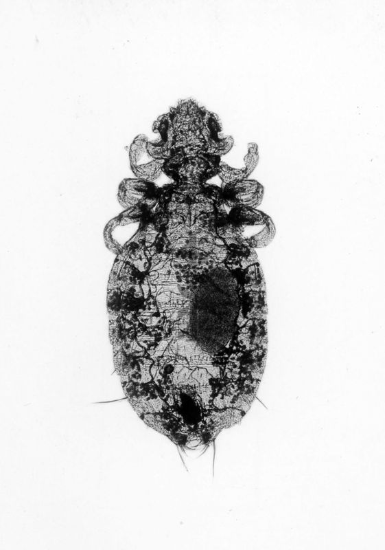 Gyropus ovalis (femmina con uovo)