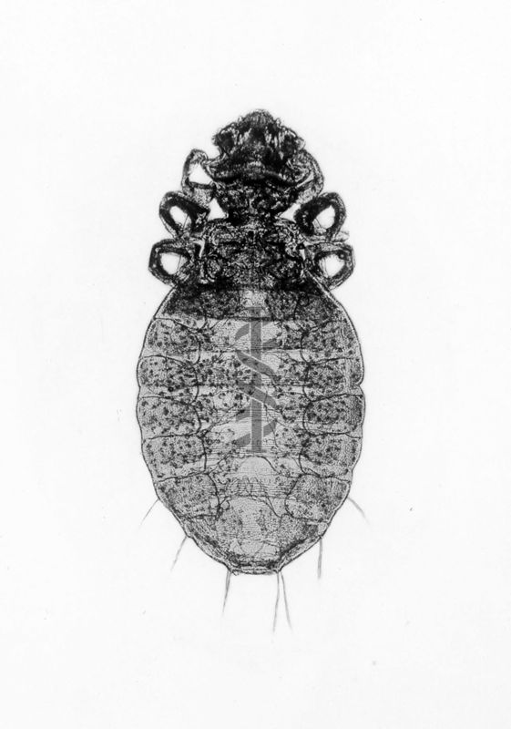 Gyropus ovalis