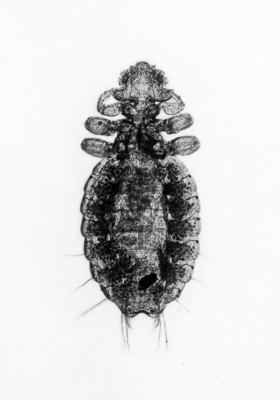 Gyropus ovalis